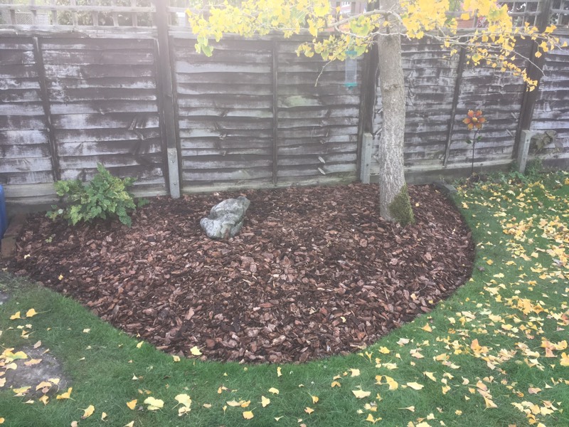 bark chippings around the base of a ginkgo tree
